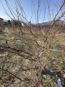 ブルーベリーの樹の画像