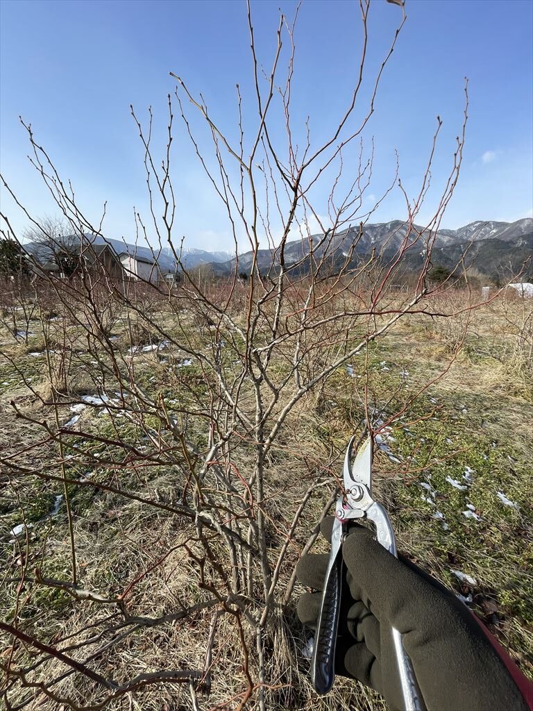 剪定後のメンデイト