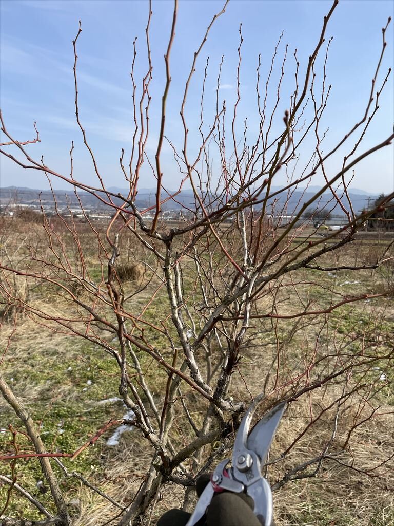 メンデイトの枝の画像