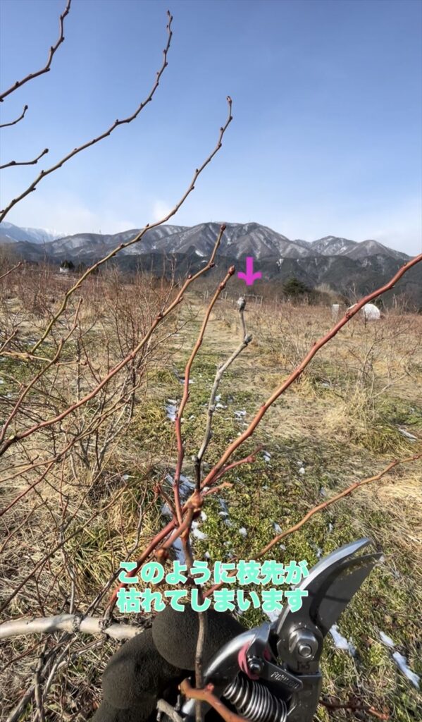 ブルーベリーの凍害の画像