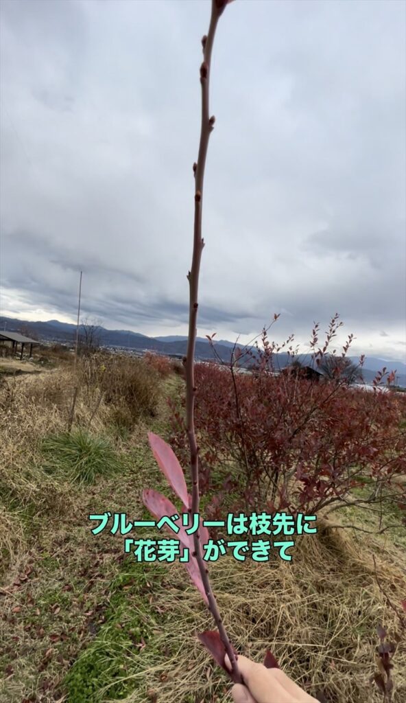 ブルーベリーの枝の画像（冬）
