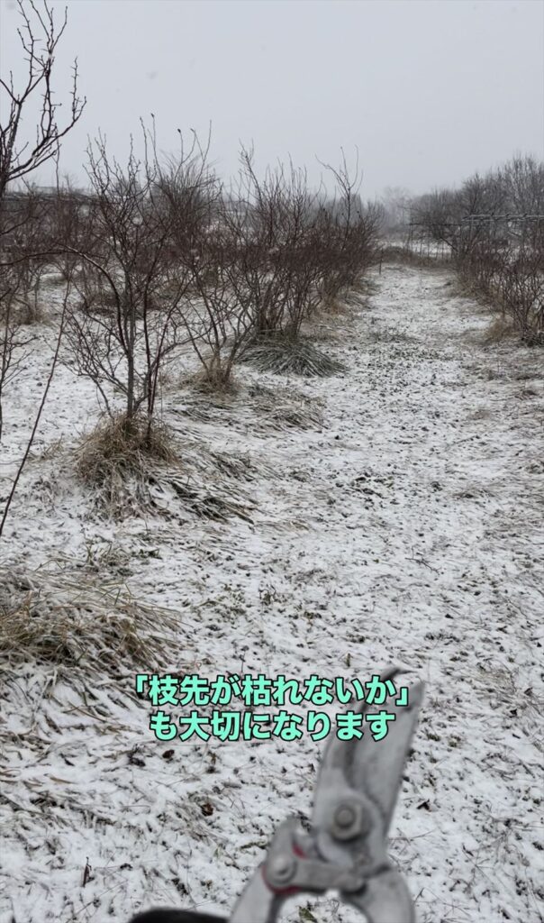 冬の農園の画像