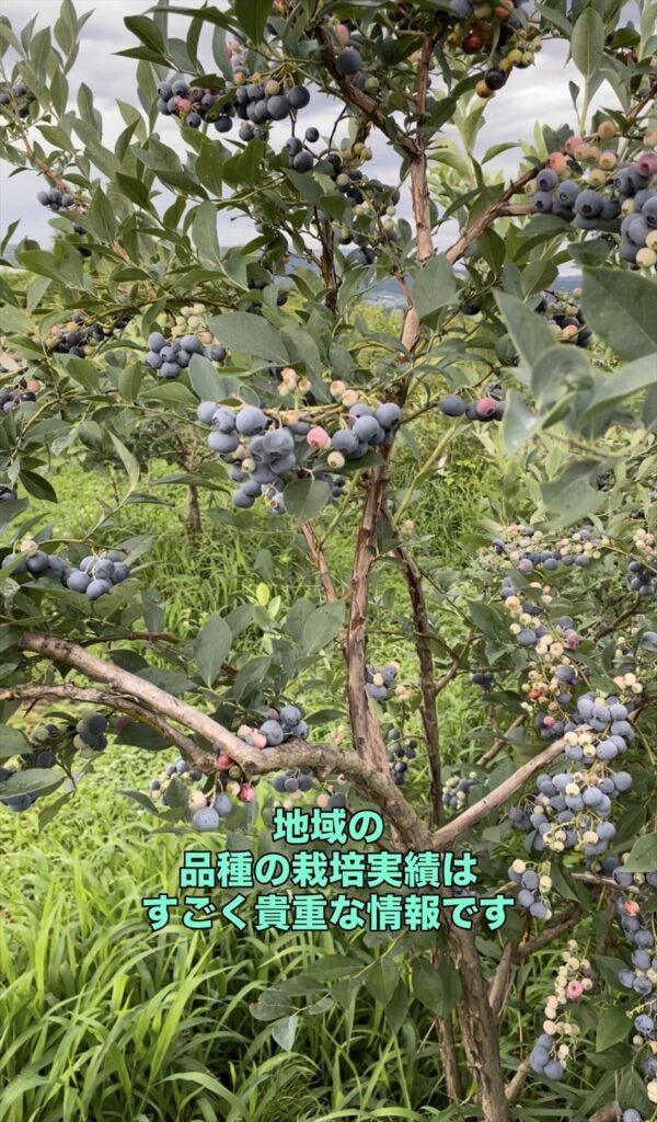 ブルーベリーの樹の画像