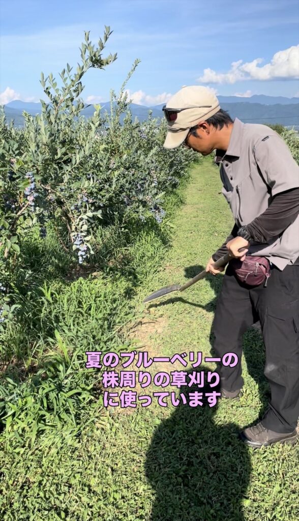 ブルーベリーの株周りの草刈りの画像