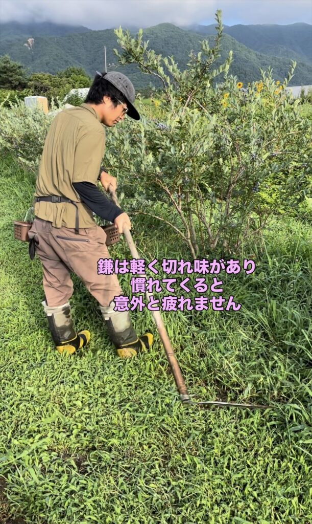 大鎌の草刈りの様子の画像