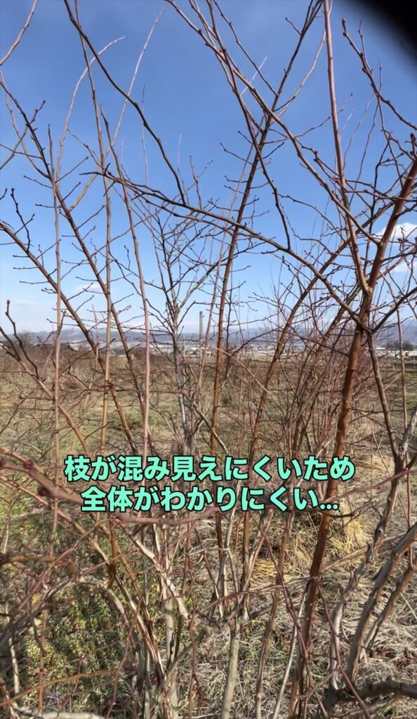 枝が混みあったブルーベリーの樹