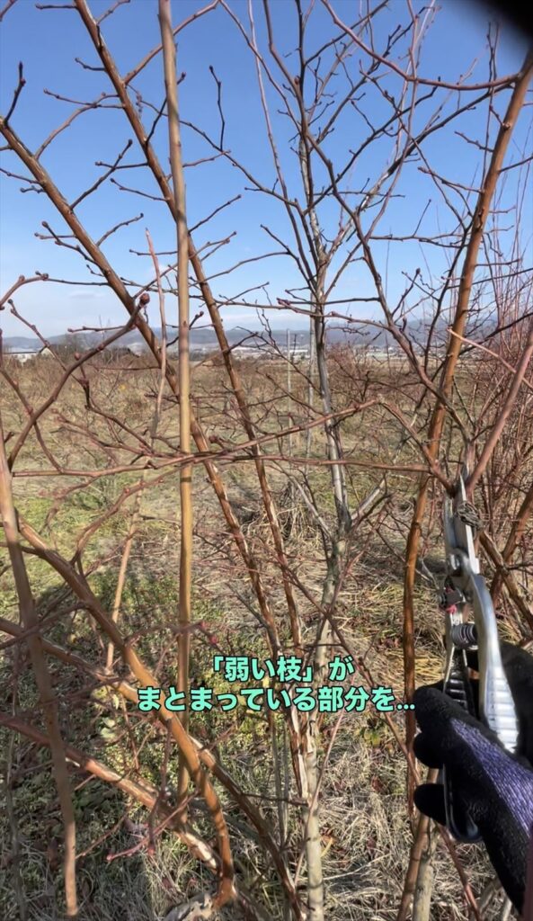 弱い枝のまとまりを剪定する画像