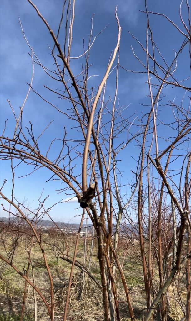 荒剪定後に見やすくなったブルーベリーの株の画像
