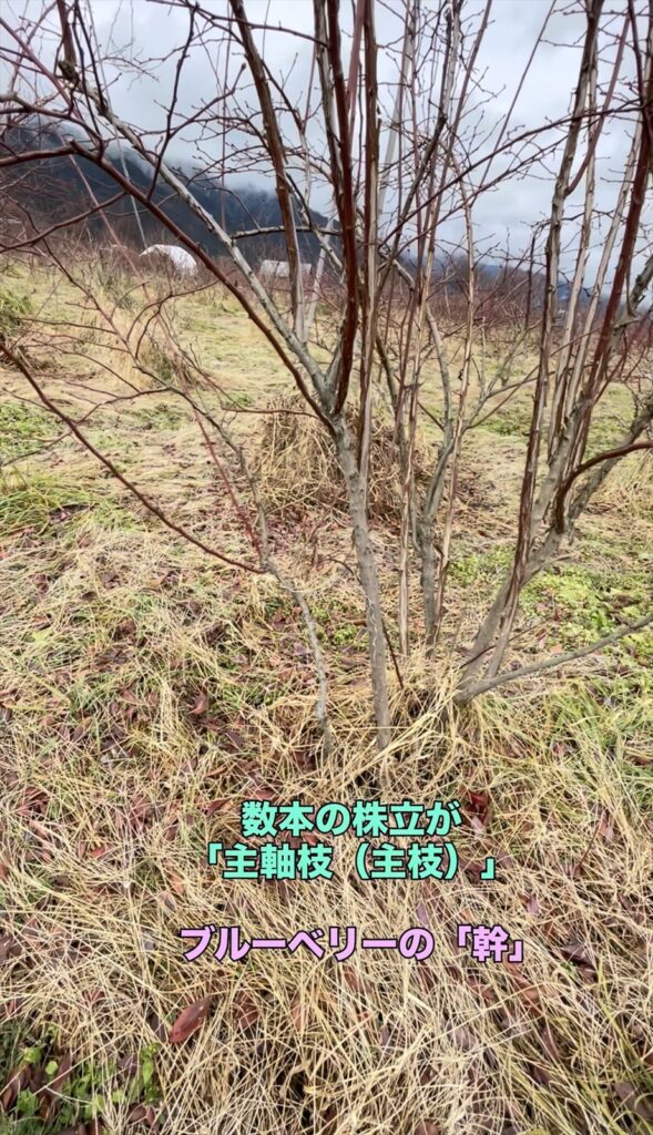 ブルーベリーの主軸枝
