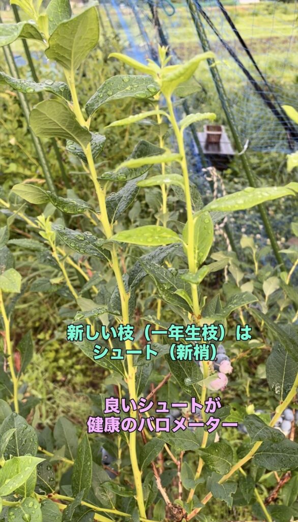 ブルーベリーのシュート