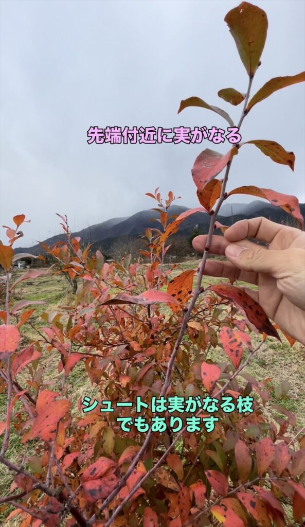 ブルーベリーの結果枝