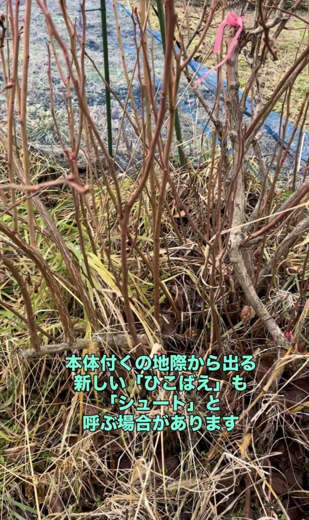 地際から伸びるシュート