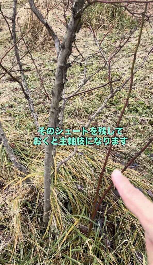 シュートが主軸枝となる画像