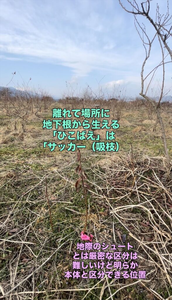 ブルーベリーののひこばえの画像