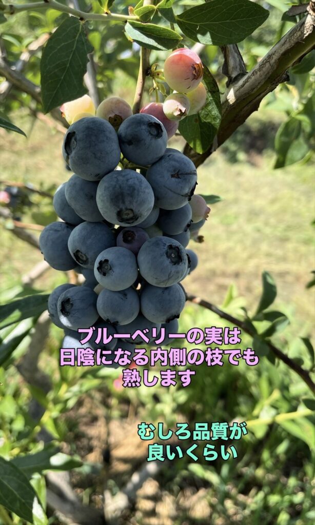 日陰で熟すブルーベリー