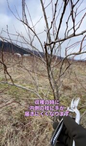 ブルーベリーを剪定している画像