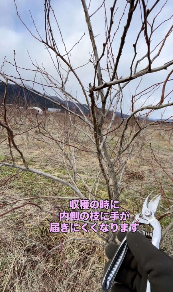 ブルーベリーを剪定している画像