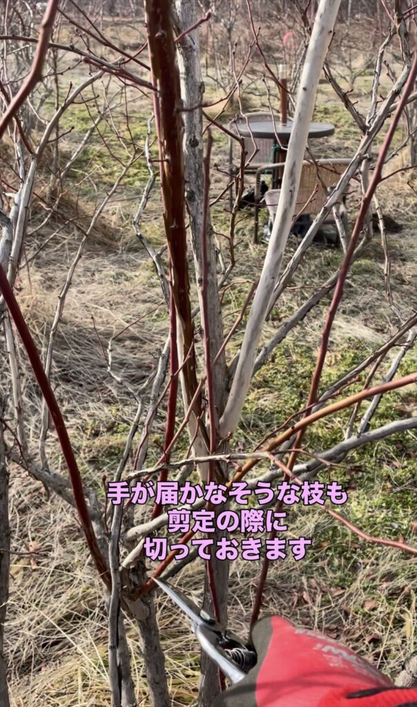 手が届かない場所の枝を剪定している画像