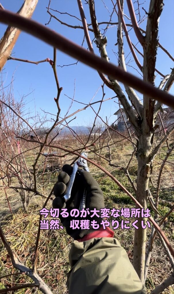 ブルーベリーの樹で収穫しにくい位置の枝