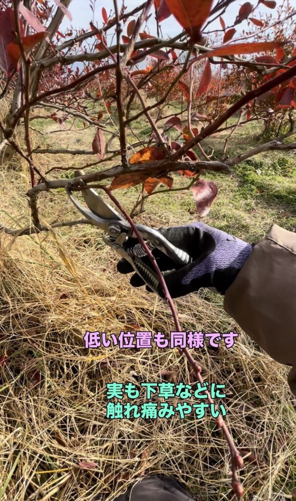 ブルーベリーの樹で収穫しにくい下の方の枝