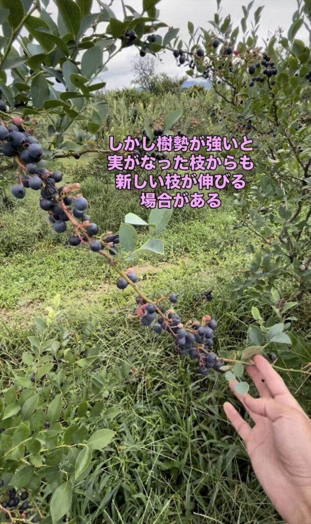 樹勢が強くて実がなった部分からも新梢が伸びている画像