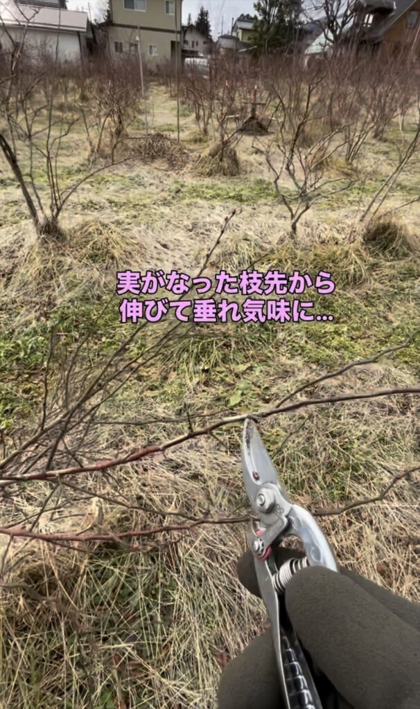 垂れ気味になってしまったブルーベリーの枝の画像