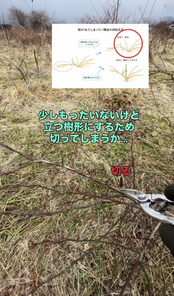 垂れた枝を切って対処する方法の画像