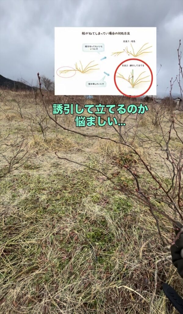 誘引した垂れた枝を立てる方法の画像