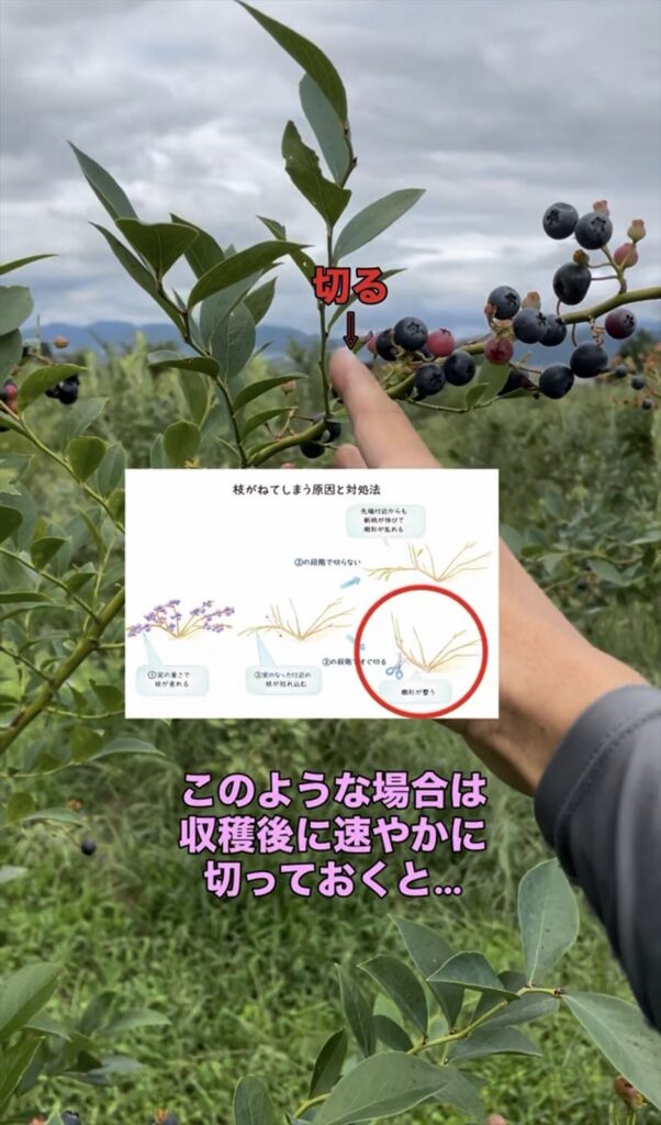 枝が垂れないようにあらかじめ切っておく方法の画像