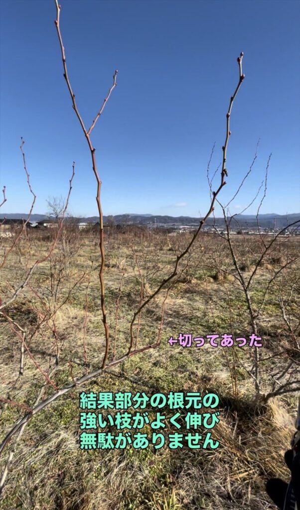 枝が垂れるのを予防した結果の画像