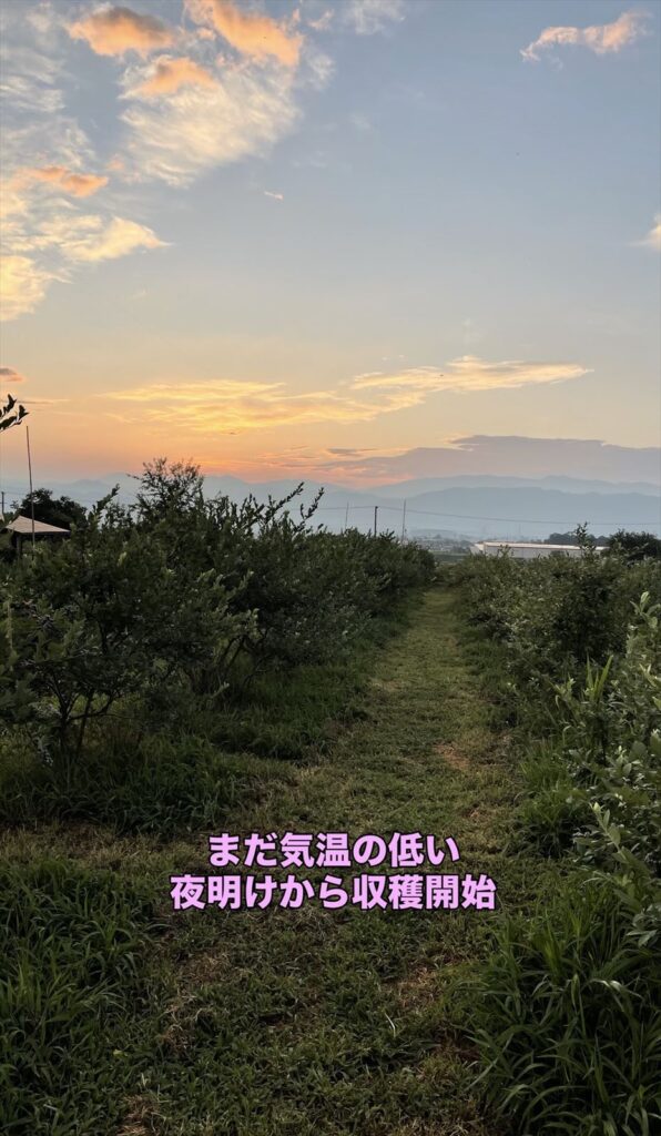 夜明け直後のブルーベリー農園