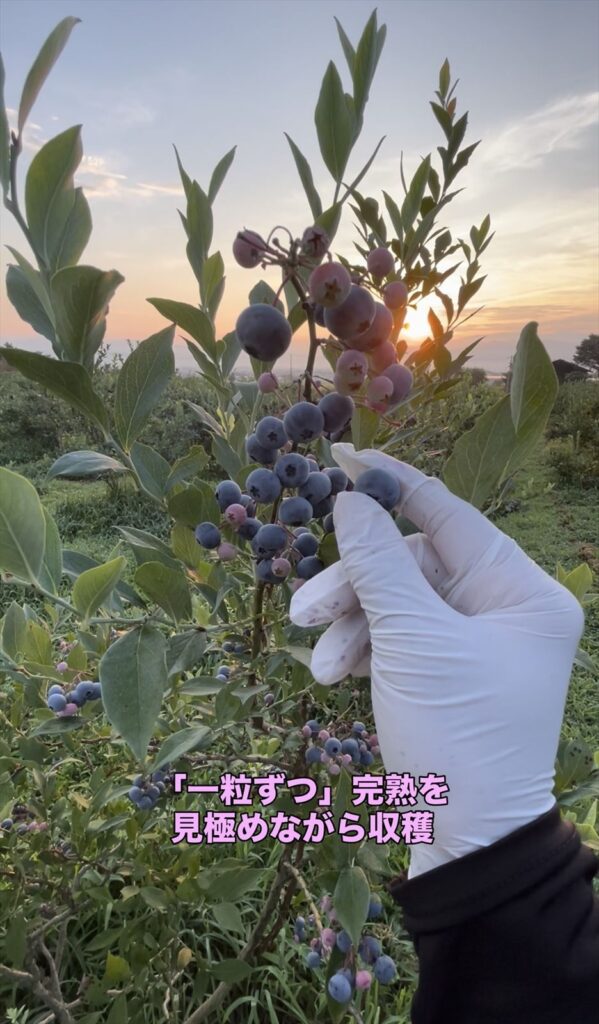 ブルーベリーの収穫の画像