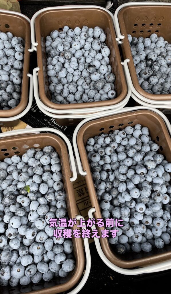 収穫が完了したブルーベリーの画像