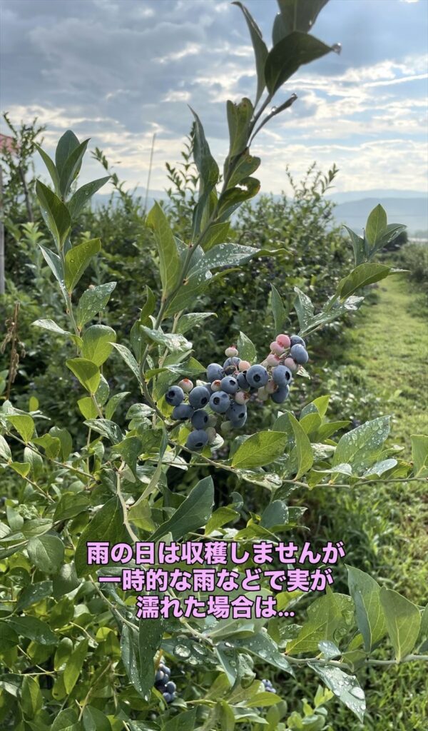 雨が降ったブルーベリー農園