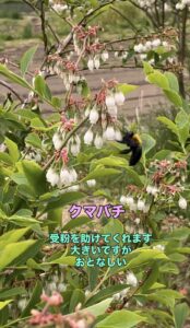 クマバチの画像