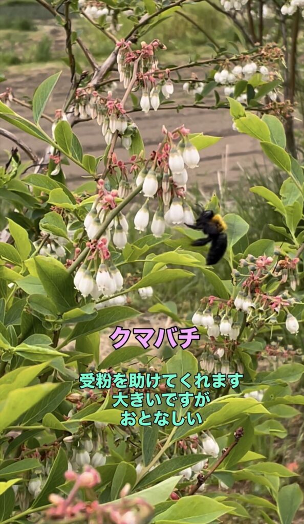 クマバチの画像