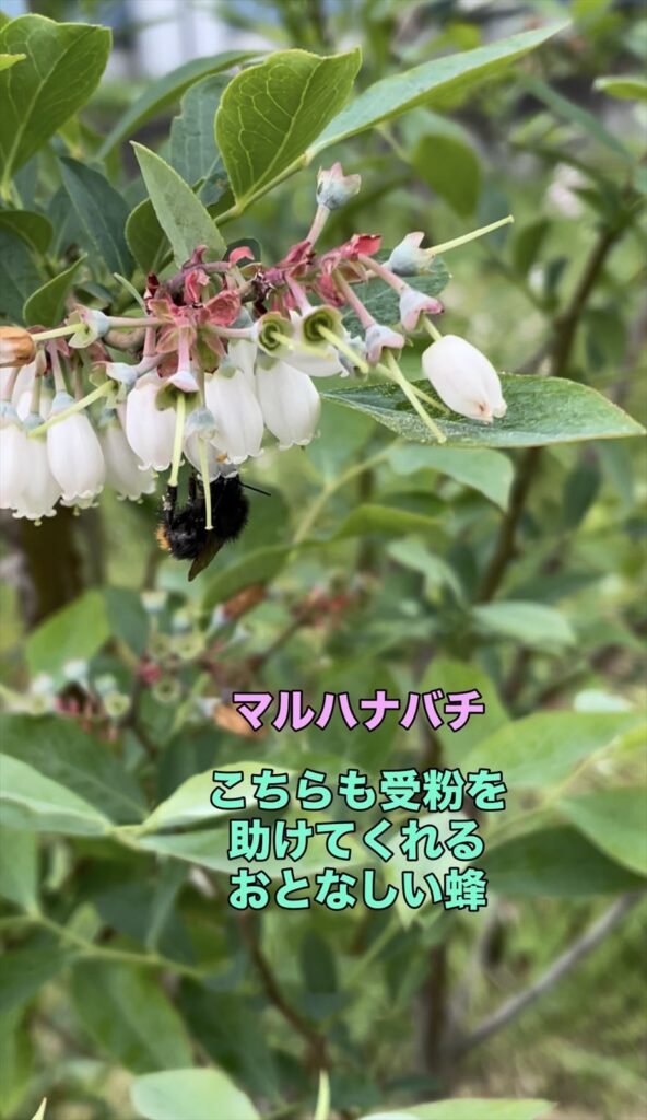 マルハナバチの画像