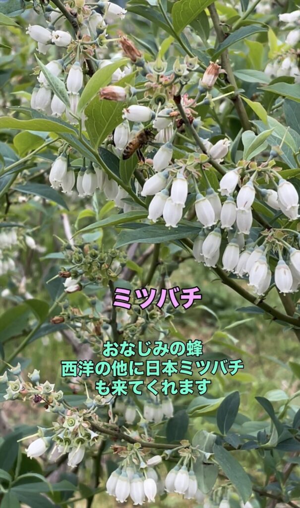 ミツバチの画像