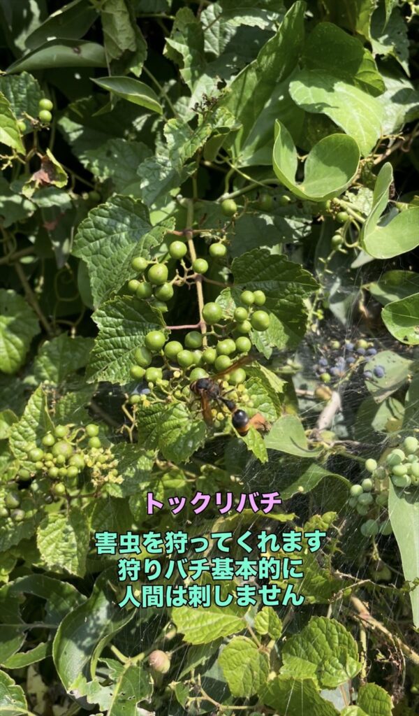 トックリバチの画像