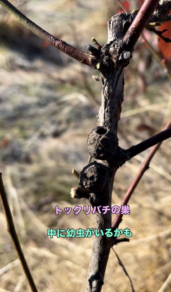 トックリバチの巣の画像