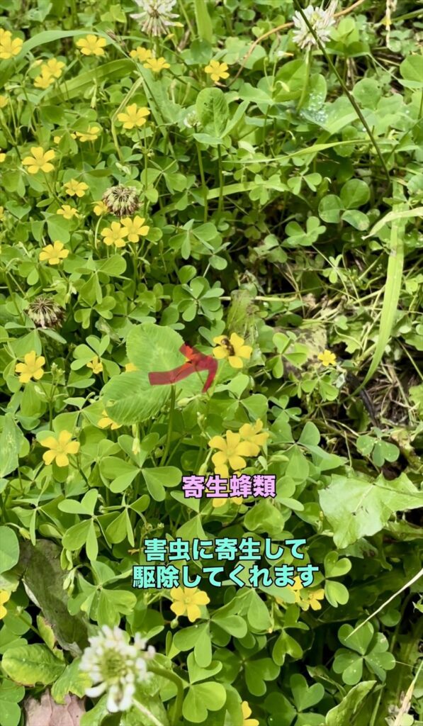 寄生バチの画像