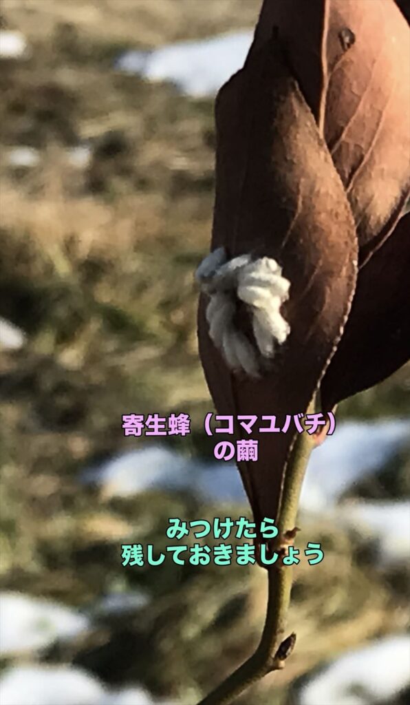 コマユバチの繭