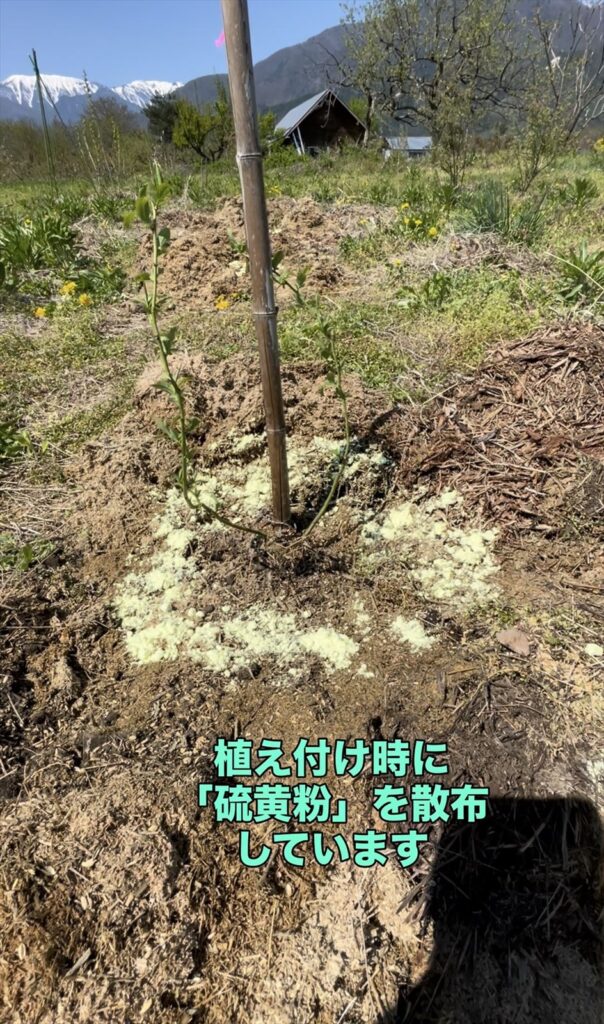 ブルーベリーの植え付け時に硫黄粉を散布した画像