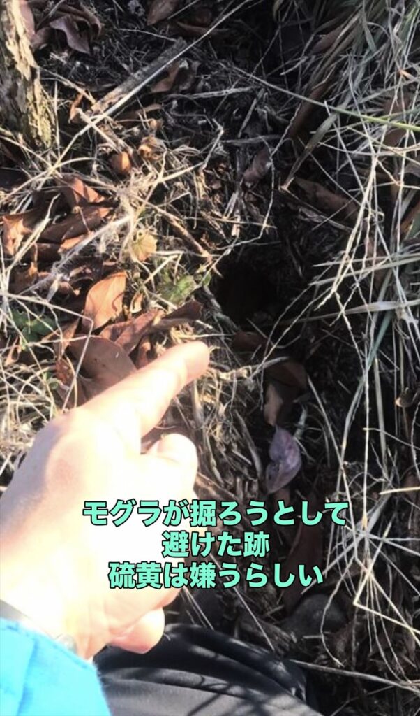 モグラが硫黄粉を避けた跡の画像