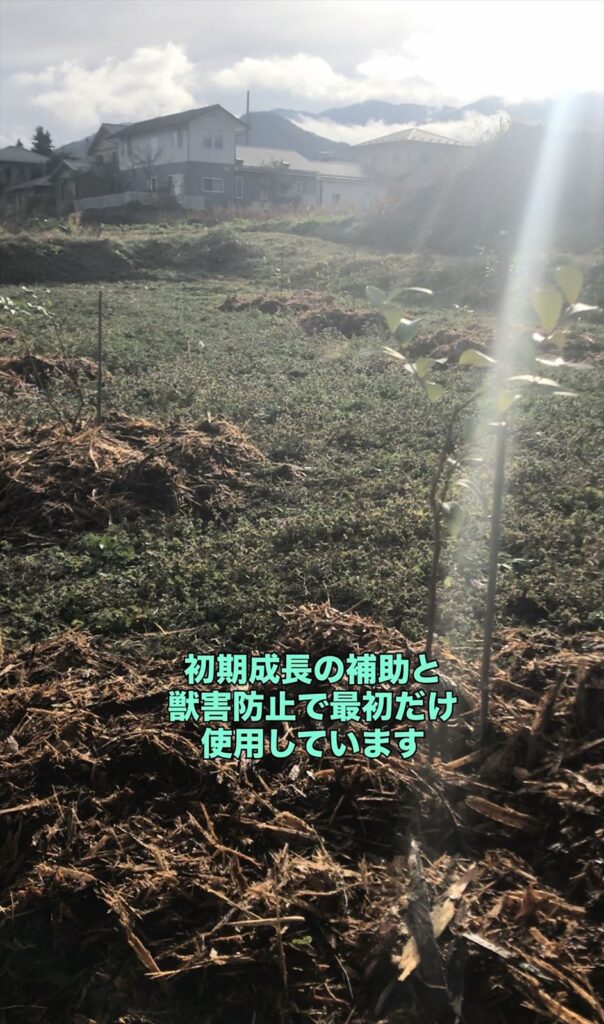 植えつけたブルーベリーの画像