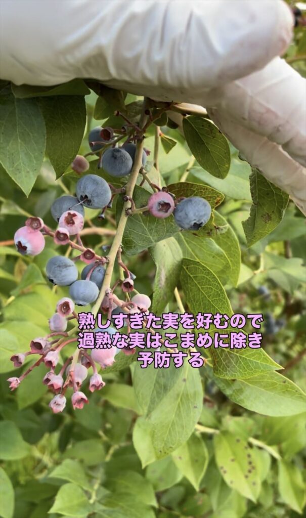 過熟なブルーベリーの実を取り除いている画像