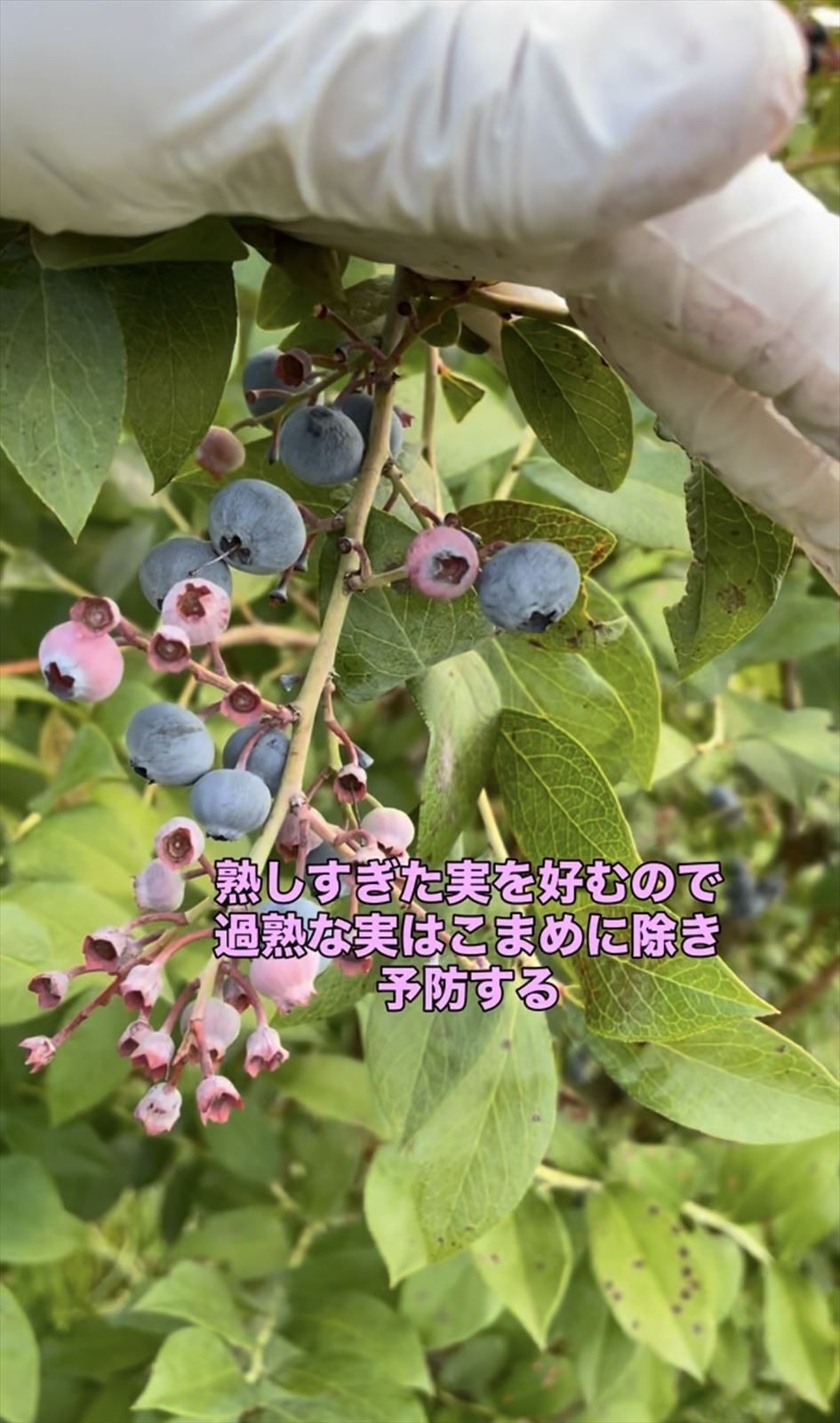 過熟なブルーベリーの実を取り除いている画像