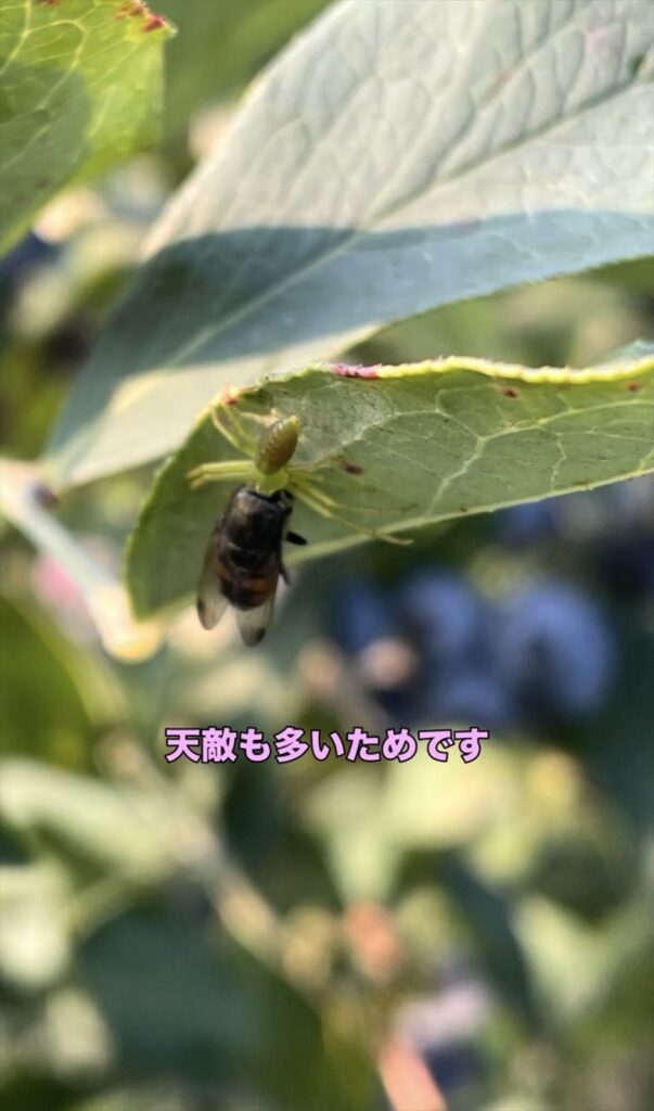 虫を捕獲しているハナグモの画像