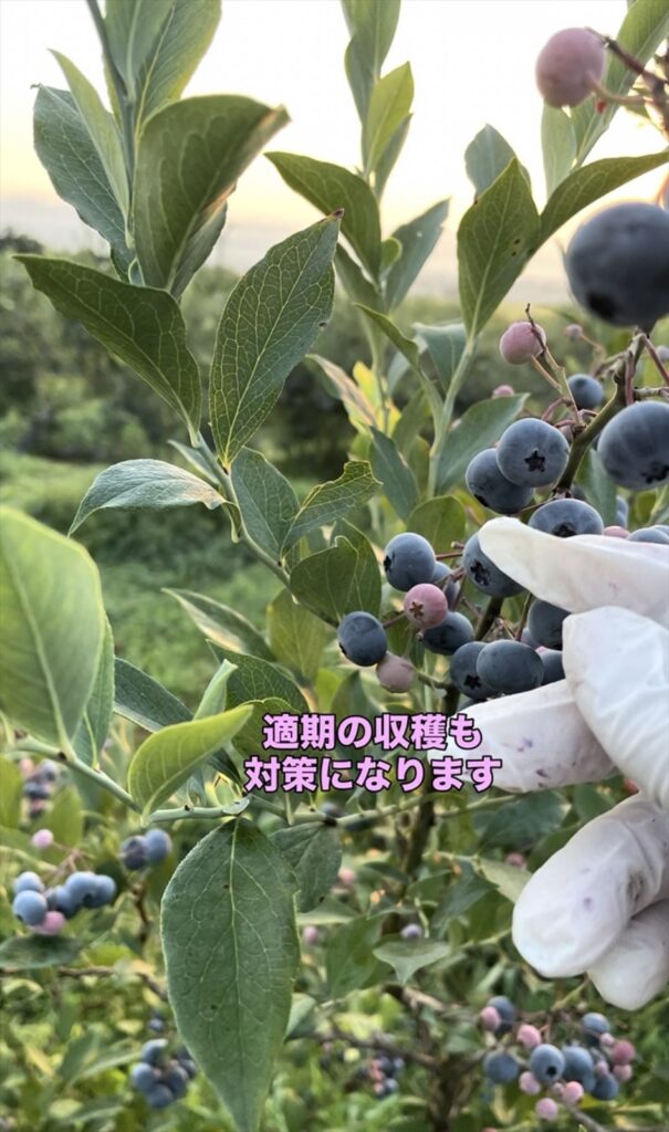 ブルーベリーの実を収穫している画像