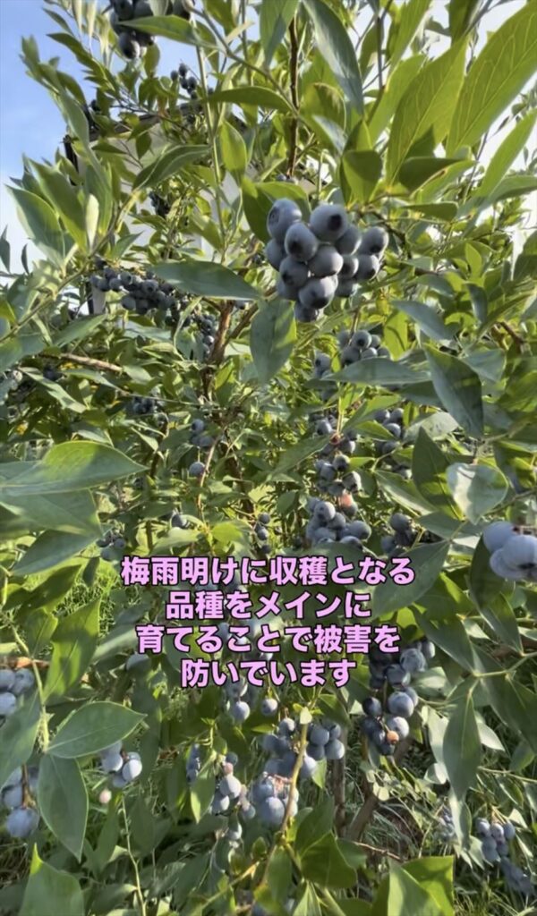ブルーベリーがなってる状態の画像